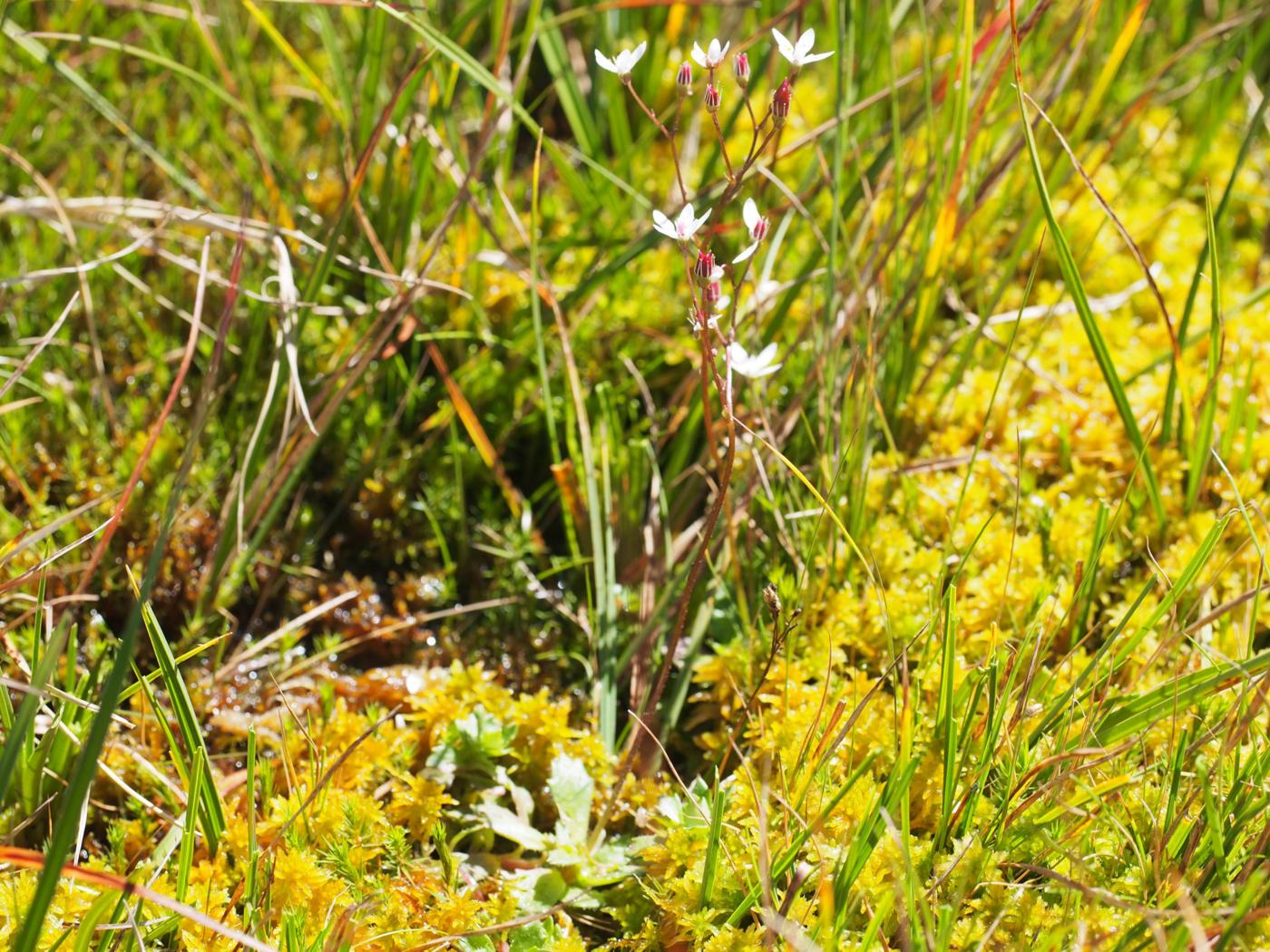 Saxifrage, Starry plant